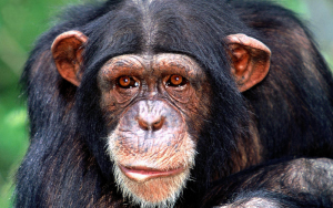 De chimpansee (Pan troglodytes)