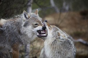 Ook voor wolven is gapen besmettelijk. Eerst gaapt de wolf rechts, en kort daarop is de linkerwolf aan de beurt. Bron: Teresa Romero