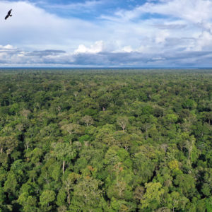 De Amazone verandert in savanne – we hebben nog vijf jaar om het gebied te redden 