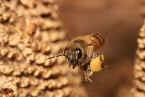 Een honingbij die nectar draagt. Bron: Wikimedia Commons/Muhammad Mahdi Karim