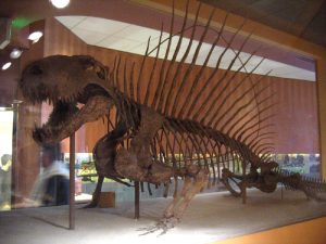 De Dimetrodon had een opvallende 'rugvin'. Bron: Wikimedia Commons/Kristof vt