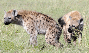 Hyena’s communiceren met elkaar via de zure geur van hun uitwerpselen. Bron: MSU