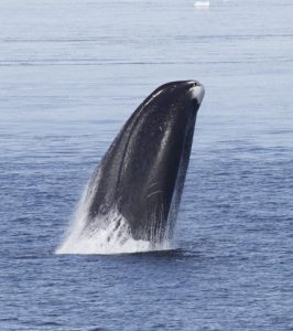 De kop van een Groenlandse walvis. Bron: Kate Stafford / Cell Reports 2015
