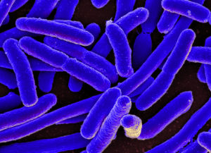 Bacteriën offeren zichzelf op om de kolonie te redden tijdens een aanval