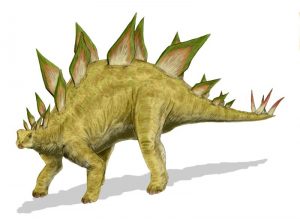 Stegosaurus stenops, ook bekend als 'spiky dinosaur'. Bron: Nobu Tamura