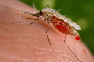 Een malariamug (Anopheles stephensi) prikt een mens