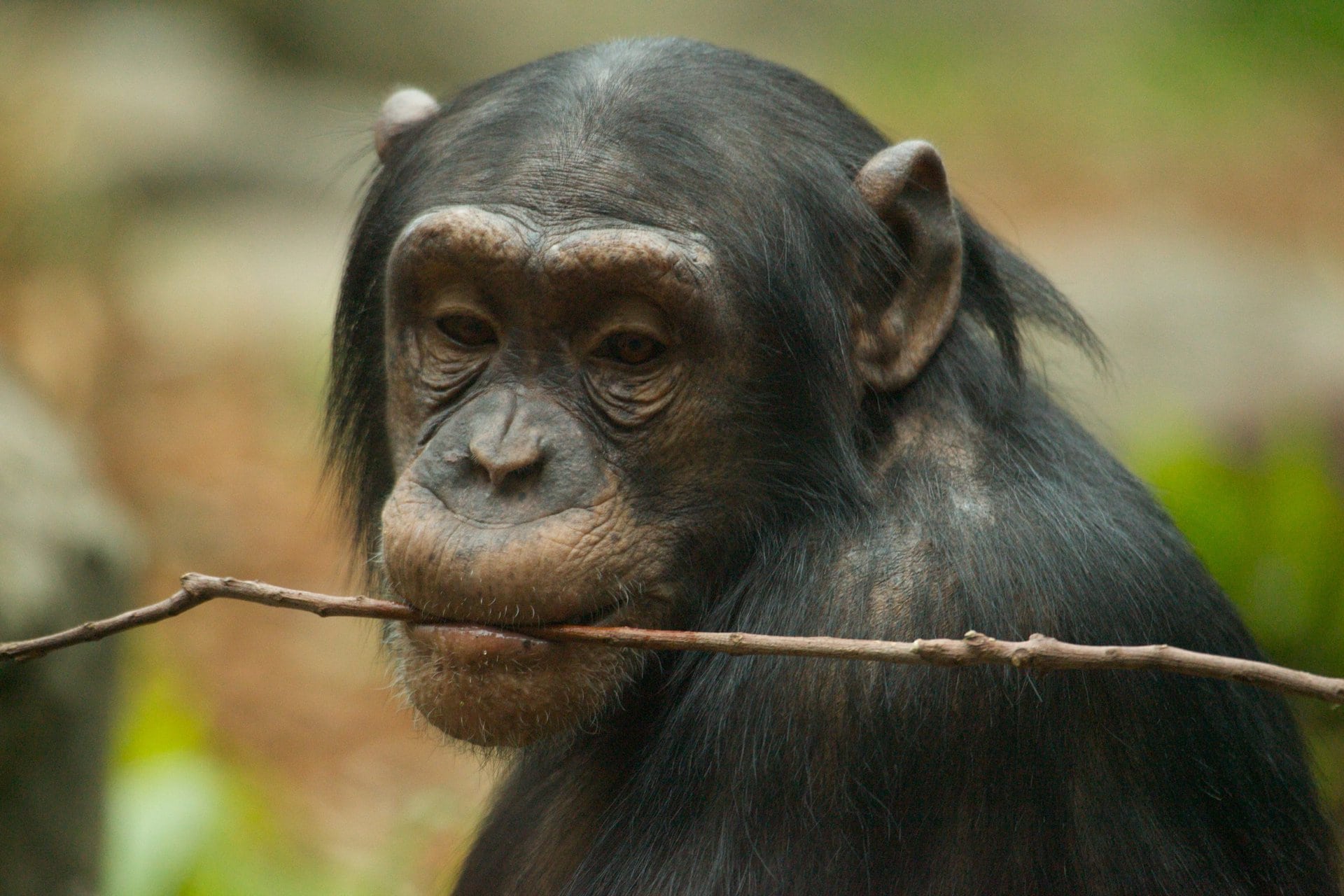 Карликовый шимпанзе 6. Шимпанзе бонобо. Карликовые шимпанзе бонобо. Анатомия шимпанзе бонобо. Шимпанзе обыкновенный и бонобо.