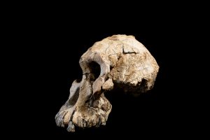 Australopithecus anamesis