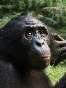 Een van de bonobo's die meedeed aan het onderzoek. Credit: Alexandra Rosati