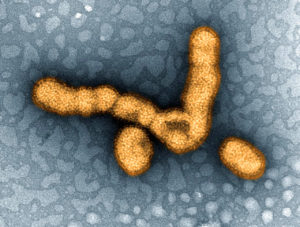 Griepvirussen van het subtype H1N1