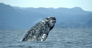 Grijze walvis