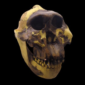 Hoe heeft Paranthropus, de laatste der aapmensen, zo lang kunnen overleven?