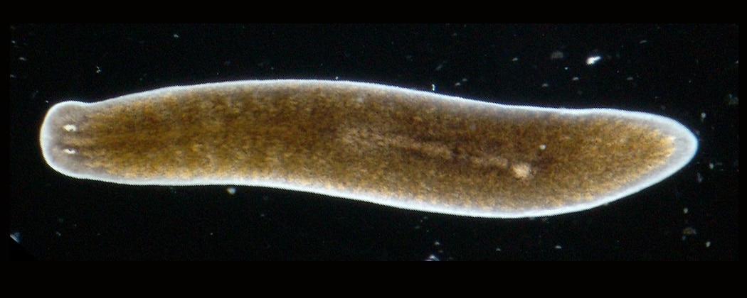 Cel ontdekt die dode platworm tot leven kan wekken - New Scientist