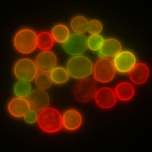 Gistcellen met rood en groen fluorescerende eiwitten in de celwanden.