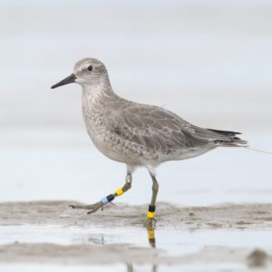 Hoelang blijft de Waddenzee nog een veilige haven voor trekvogels?