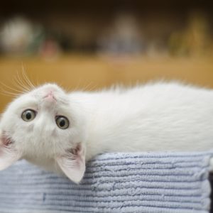 De waarheid over de domesticatie van katten en waarom ze ons echt aardig vinden