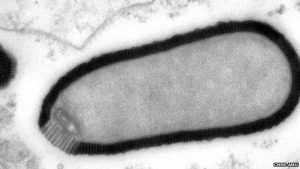Het virus dat aan zijn tweede leven is begonnen. Bron: CNRS-AMU