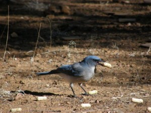 De Noord-Mexicaanse gaai is een slimme vogel. Bron: M. Fuszara 