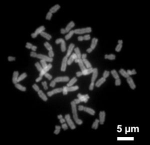 Menselijke chromosomen tijdens de metafase, een onderdeel van kerndeling. Bron: Wikimedia Commons/Steffen Dietzel
