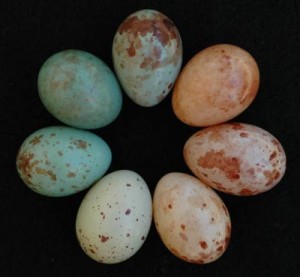 De eieren van de koekoeksvink zijn aangepast om op de eieren van verschillende gastmoeders te lijken. Bron: Claire Spottiswoode