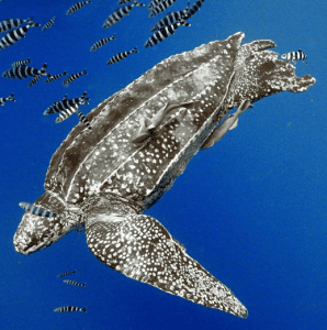 De lederschildpad krabbelt langzaam weer overeind. Bron: Guy Marcovaldi/IUCN