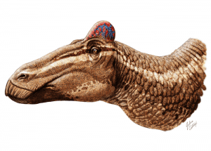 Een reconstructie van de Edmontosaurus regalis. Bron: Julius Csotonyi & Bell, Fanti, Currie, Arbour, Current Biology