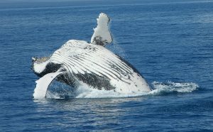 De rekbare buik van baleinwalvissen is herkenbaar, zoals van deze Bultrug. Foto: Michael Dawes