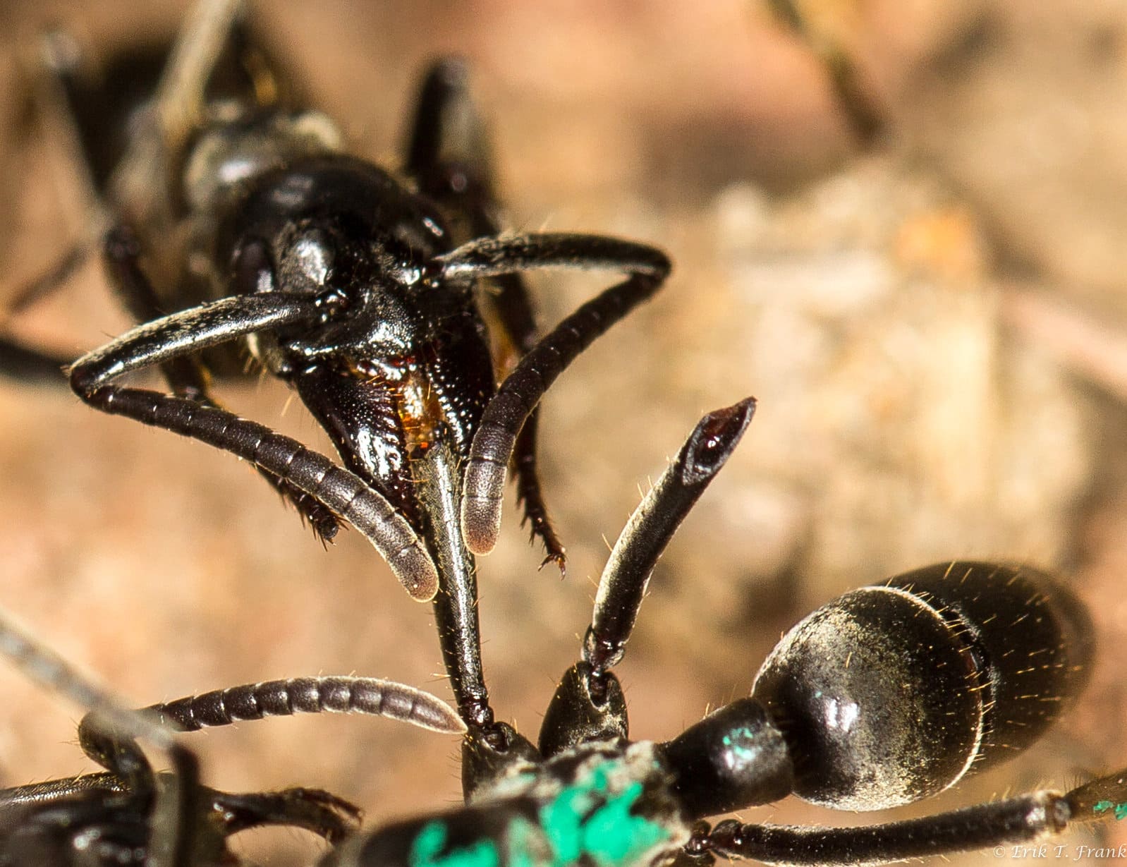 Рабочие особи. Муравьи Megaponera. Муравьи матабеле. Африканские муравьи.