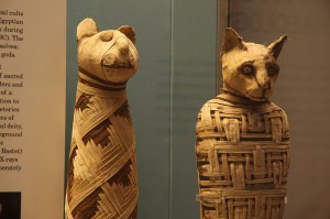 Dierenmummies in het British museum.  Bron: Wikimedia Commons/Mario Sanchez