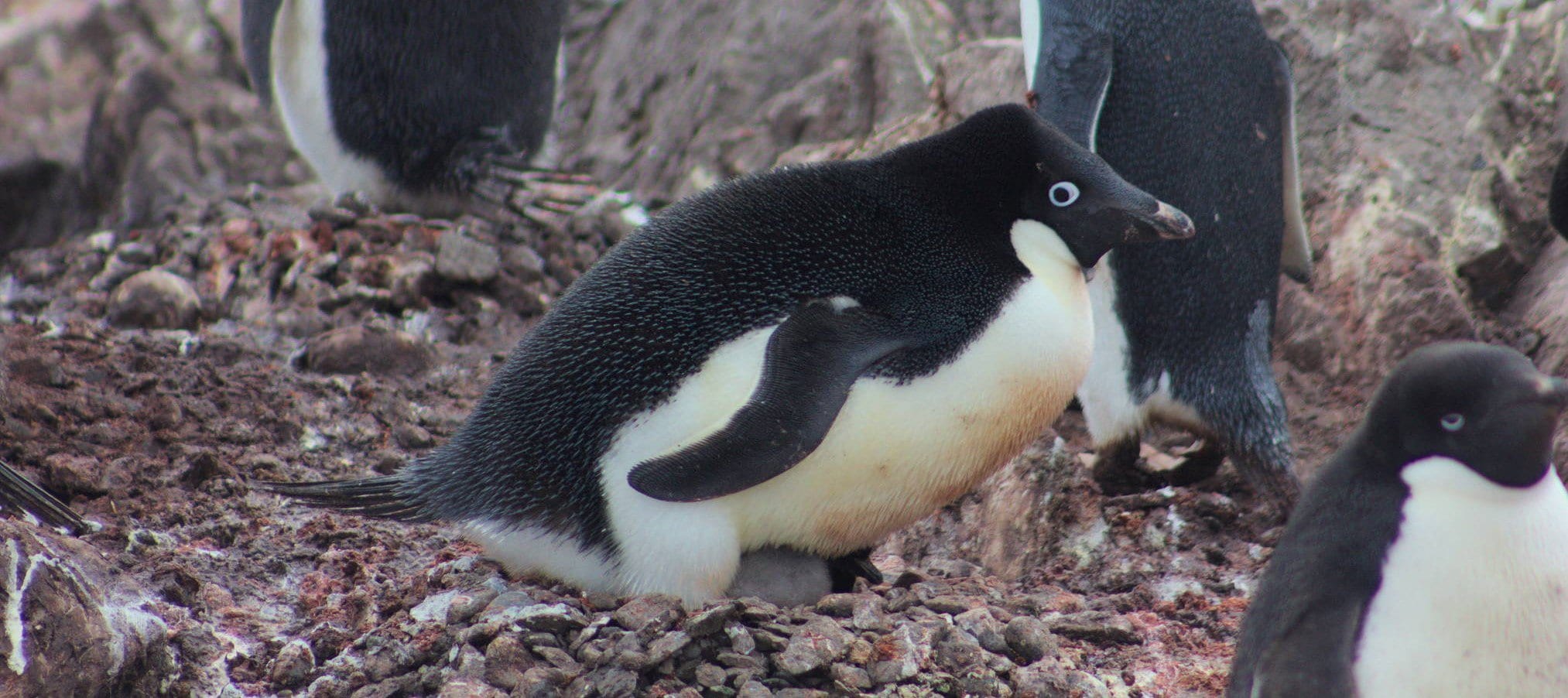 Pinguïn schiet ontlasting nog harder weg dan gedacht