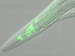Dit beeld zoomt in op de kop van een rondwormpje. In het groen lichten de zenuwcellen op die de, door Isabel Beets gevonden, neurotransmitter bezitten. Beeld: Science (2012) 