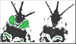 De onderzoekers testten het immuunsysteem van de mug door op zoek te gaan naar bepaalde eiwitten in het oog van de mug, die hier met groen zijn aangegeven. De mug links groeide op bij een lage temperatuur. Zijn gezonde broertje (rechts) kroop bij een warmer klimaat uit het ei.  Bron: Virginia Tech