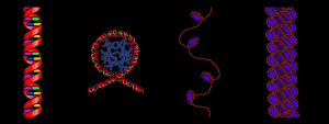 Nucleosomen