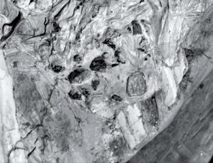 De stenen in de maag van de Pterodaustro guinazui Bron: Laura Codomiu/Luis M. Chappe/Fabricio D. Cid