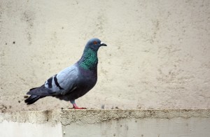 Rock Dove (Columba livia) or Rock Pigeon