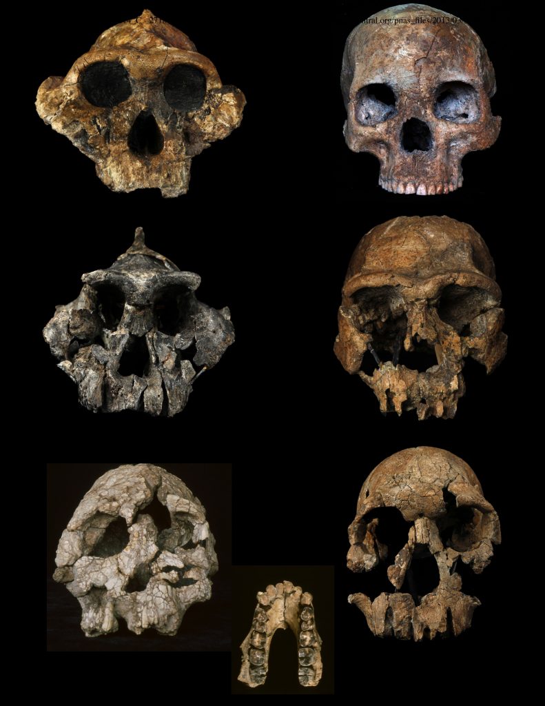 Schedels van enkele onderzochte mensachtigen. Van linksboven naar linksonder: Paranthropus bosei (1,7 miljoen jaar), Paranthropus aethiopicus (1,3 miljoen jaar) en Kenyanthropus platyops (3,3 miljoen jaar). Van rechtsboven naar rechtsonder: Homo sapiens (10.000 jaar), Homo ergaster (1,6 miljoen jaar) en Homo rudolfensis (1,9 miljoen jaar). Midden: onderkaak van Australopithecus anamensis, (4 miljoen jaar). Bron: nationaal museum Kenya, Mike Hettwer en Yang Deming