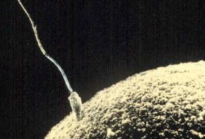 Sperma benadert een ijcel.
