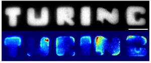 Ter ere van Alan Turing: E. coli bacteriën die zijn naam spellen. Foto: Fabai Wu/Cees Dekker Lab TU Delft.