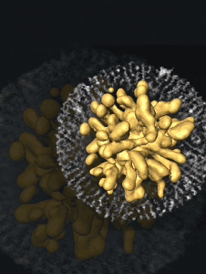 3D beeld van een goud nanodeeltje omringd door een poreuze silicalaag