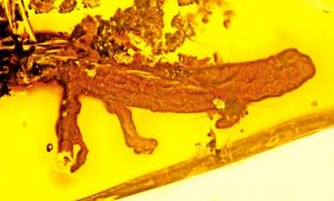 fossiel-salamander-580x350