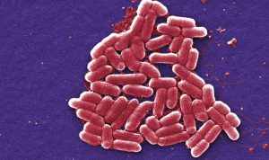 gramnegatieve bacterien worden eerder resistent tegen antibiotica.  Foto James Joel