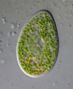 pantoffeldiertjes eten eencellige algen en bacteriën. Foto: Picturepest
