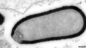 Het bevroren virus dat aan zijn tweede leven is begonnen. Bron: CNRS-AMU